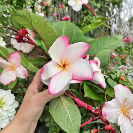 My Valentine Plumeria Cutting – Pink Pansy Frangipani Mid-Cut | Tropical Flowering Plant | Rare Pink Plumeria | 12 Inch Unrooted Cutting