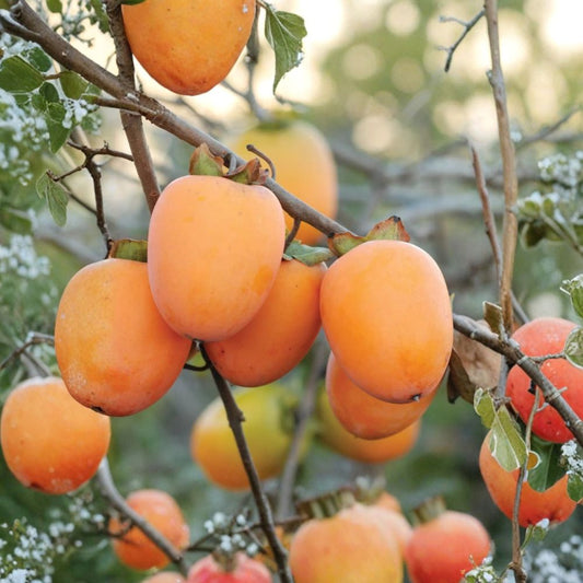 Saijo Persimmon – Diospyros kaki Live Fruit Tree | 3 Feet Tall | Shipped in 2 Gallon Grow Bag  Sweet Astringent Variety | Honey-Like Flavor | Self-Pollinating Tree