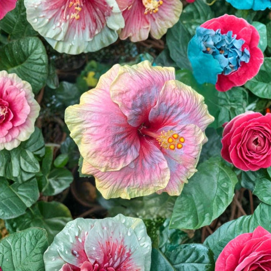 Indian Pearl Hibiscus Cuttings – 2 Fresh Unrooted Cuttings | 4–8 Inch Tropical Flower Plant | Exotic Blooming Hibiscus | Easy to Propagate