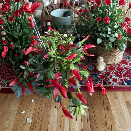 Christmas Cactus Cuttings – Schlumbergera Red | Set of 4 (2–3 Segment Each) | Holiday Cactus | Unrooted Cuttings | Easy to Grow Houseplant