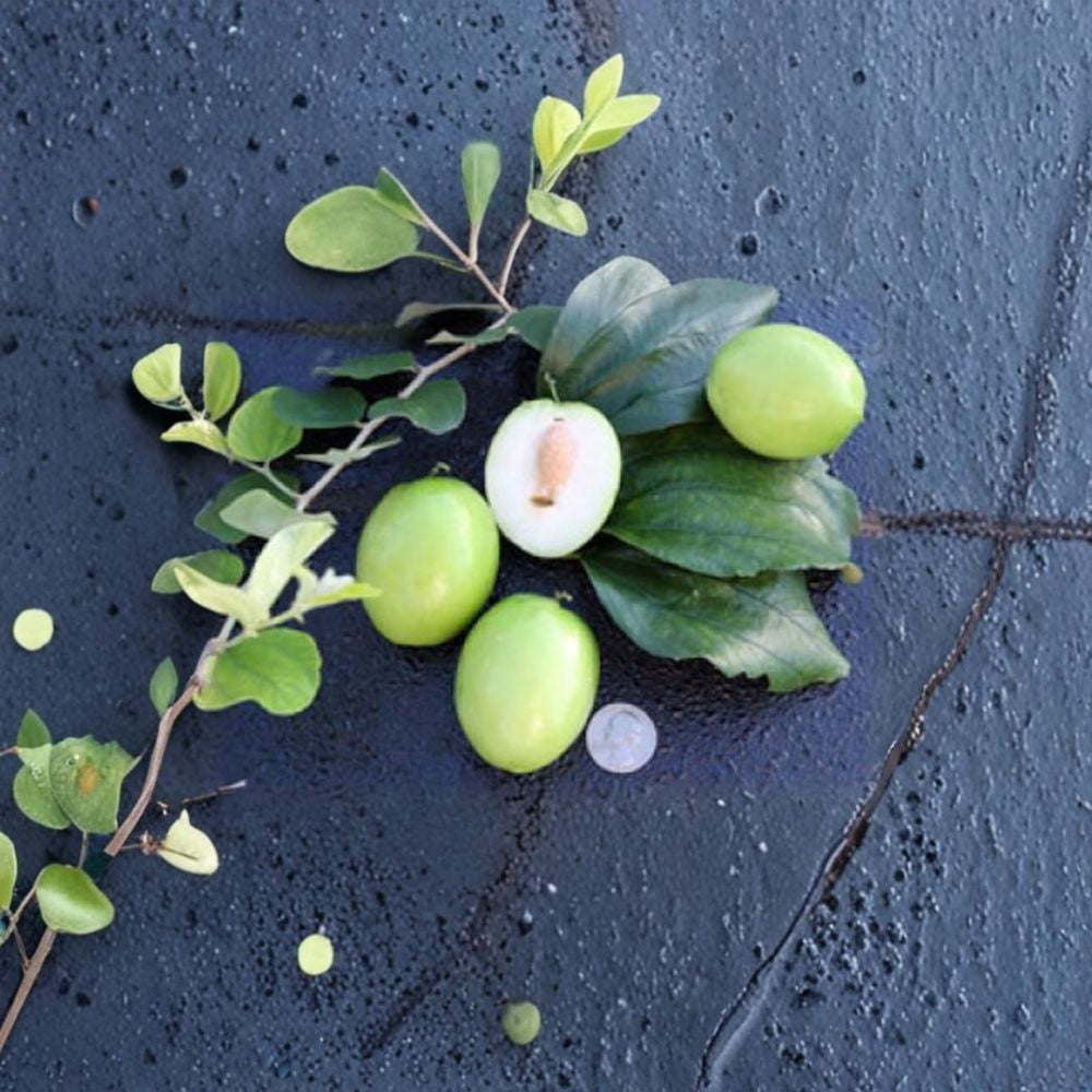 Thai Jujube – Ziziphus mauritiana Grafted Live Tree | 2–3 Feet Tall | Ships in 3 Gallon Pot  Sweet Apple-Like Fruit | Extremely Prolific | Tropical Favorite