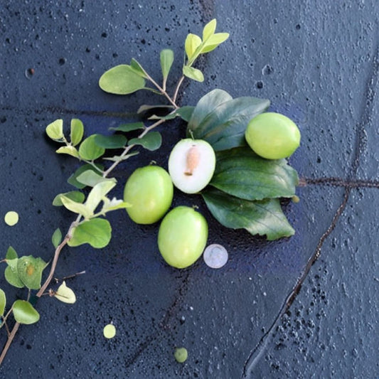 Thai Jujube – Ziziphus mauritiana Grafted Live Tree | 2–3 Feet Tall | Ships in 3 Gallon Pot  Sweet Apple-Like Fruit | Extremely Prolific | Tropical Favorite