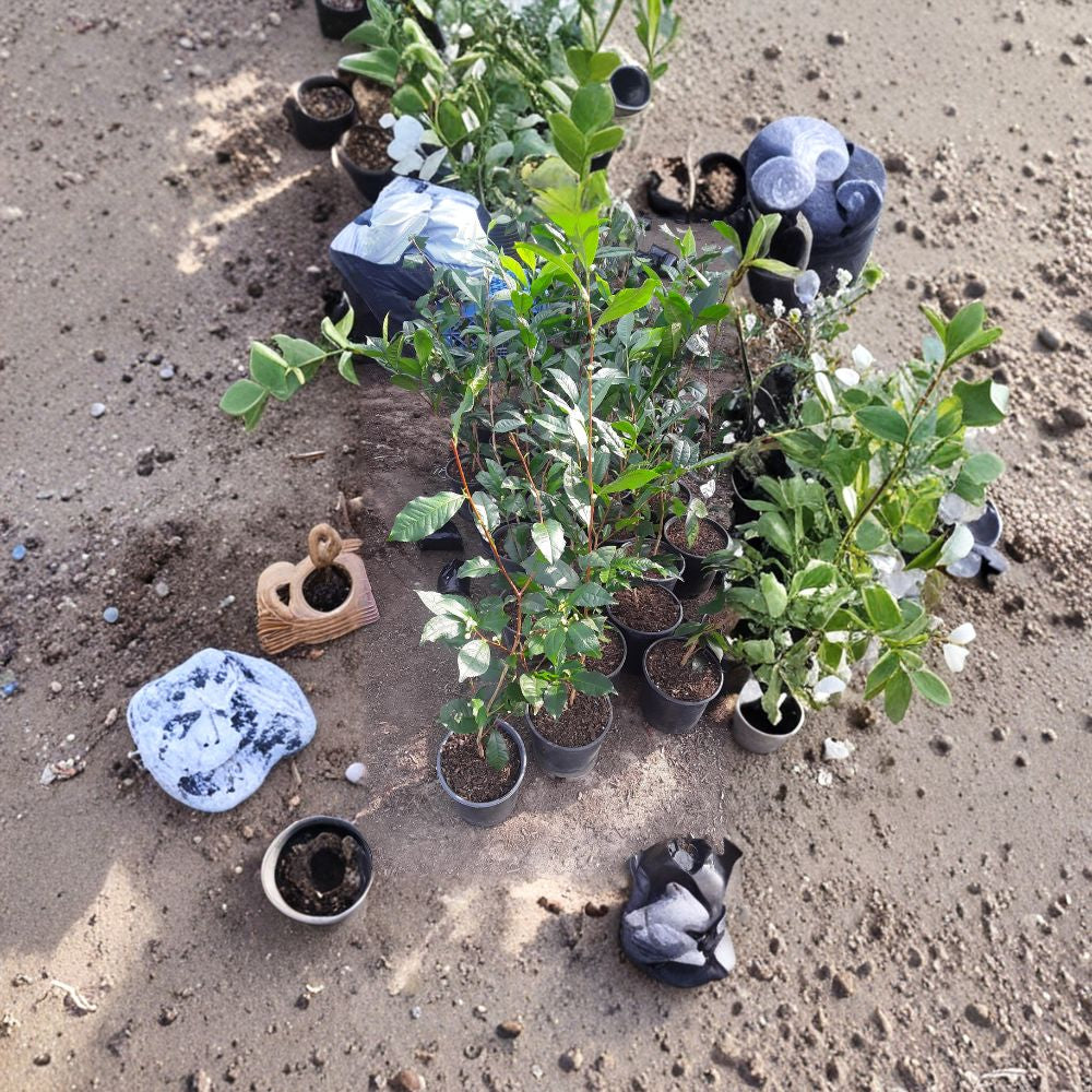Green Tea Plant – Camellia sinensis Live Tea Plant | 1 Foot Tall | Shipped in 3 Inch Pot  Edible Tea Leaves | Evergreen Shrub | Home Garden & Container Friendly