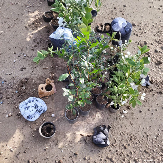 Green Tea Plant – Camellia sinensis Live Tea Plant | 1 Foot Tall | Shipped in 3 Inch Pot  Edible Tea Leaves | Evergreen Shrub | Home Garden & Container Friendly