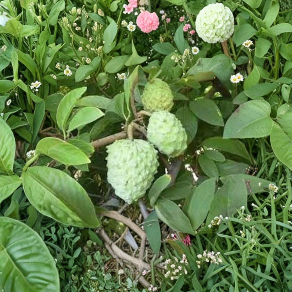 AP Atemoya Fruit Tree – Annona atemoya ‘AP’ Live Fruit Tree | 3–4 Feet Tall | Shipped in 3 Gallon Pot  Tropical Sugar Apple Hybrid | Sweet Creamy Fruit | Backyard Orchard Ready