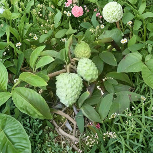 AP Atemoya Fruit Tree – Annona atemoya ‘AP’ Live Fruit Tree | 3–4 Feet Tall | Shipped in 3 Gallon Pot  Tropical Sugar Apple Hybrid | Sweet Creamy Fruit | Backyard Orchard Ready