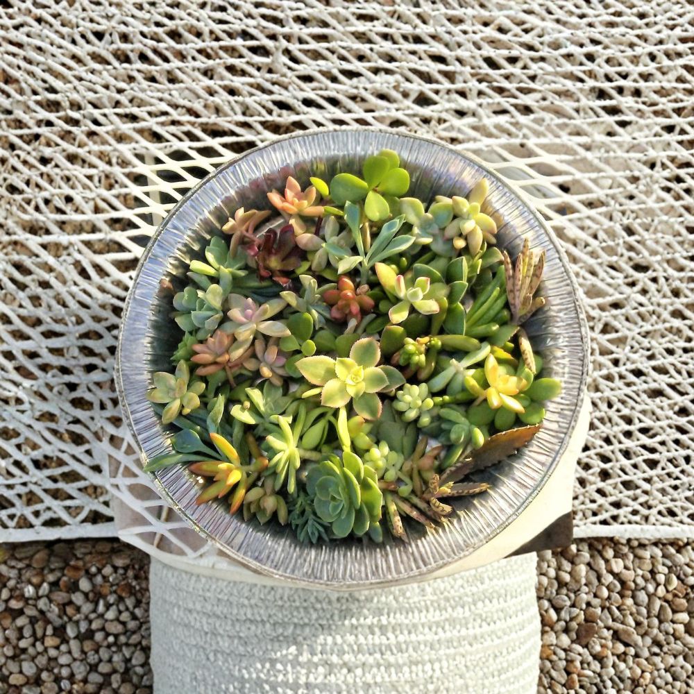Mini Succulent Cuttings Mix – 30 Tiny Cuttings | 10+ Varieties 1–2 Inch | Fairy Garden Plants | Wedding Favors | DIY Terrarium Kit