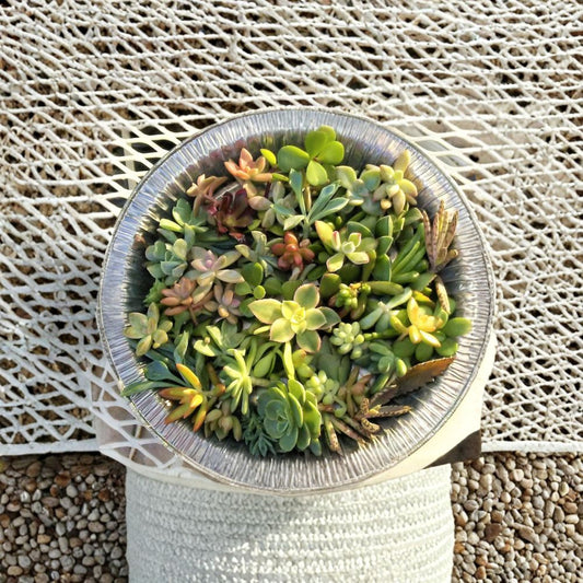 Mini Succulent Cuttings Mix – 30 Tiny Cuttings | 10+ Varieties 1–2 Inch | Fairy Garden Plants | Wedding Favors | DIY Terrarium Kit