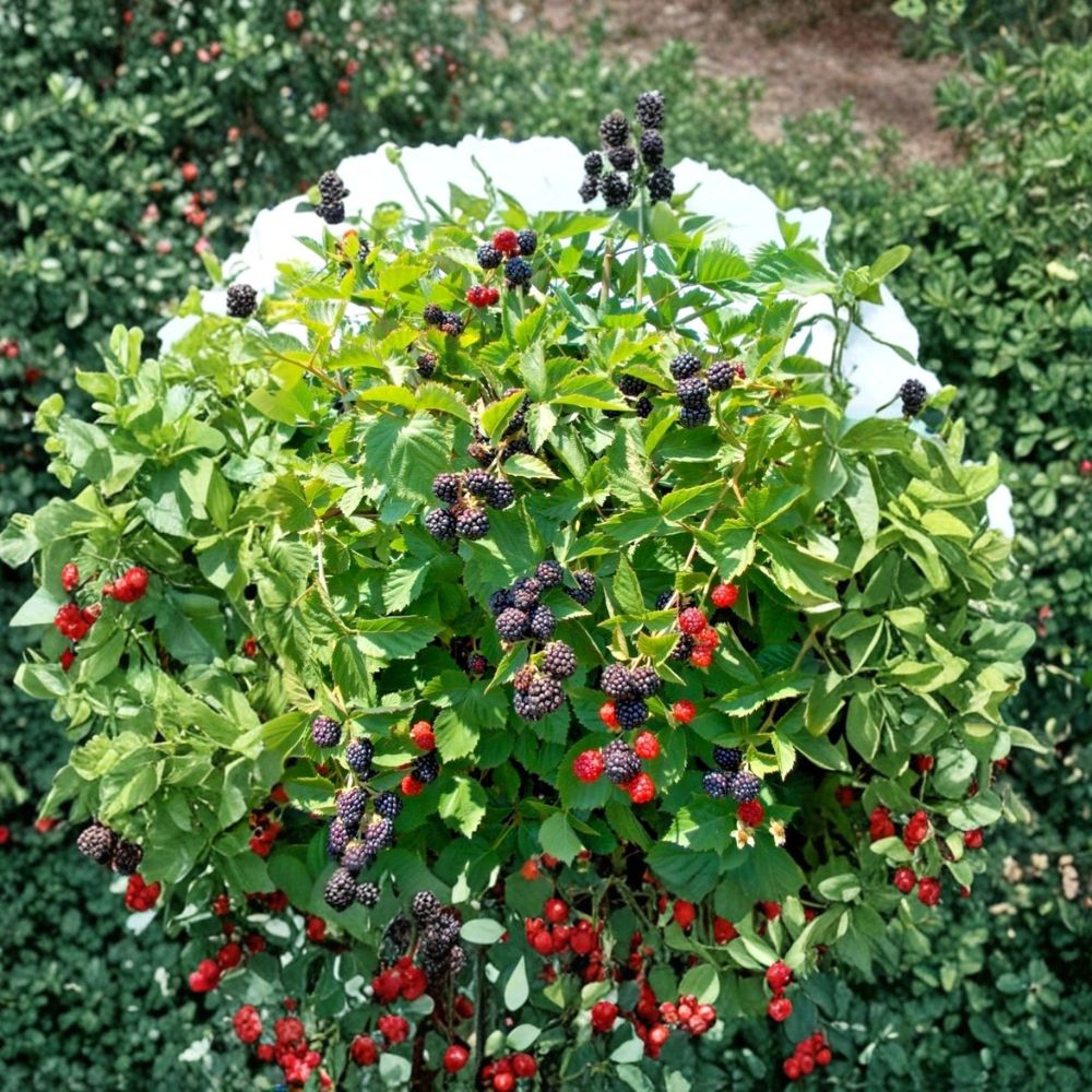 Triple Crown Thornless Blackberry Plants – Set of 4 Live Starters | 4–10 Inches Tall | Sweet High-Yield Berry Bush | Garden Ready