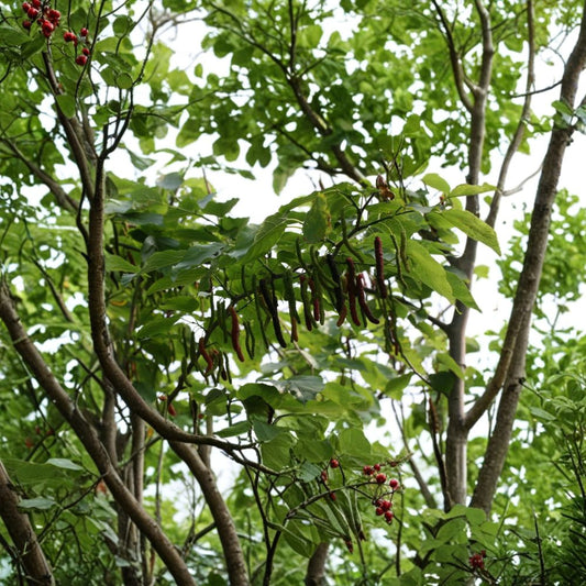 Pakistan Mulberry Tree – Morus macroura Live Fruit Tree | 1–2 Feet Tall | Shipped in 6" Pot  Sweet Black Berries | Fast Fruiting | Heat & Drought Tolerant