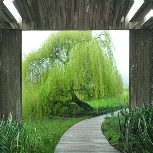 Weeping Willow Cuttings – Salix babylonica Live Cuttings | Set of 5 | Fast Growing Willow Tree | Bright Green Ornamental Tree | Easy to Root