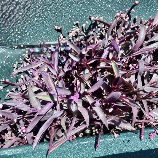 Purple Heart Cuttings – Tradescantia pallida ‘Purpurea’ | 8 Live Cuttings | Purple Trailing Plant | Ground Cover & Houseplant | Easy to Grow