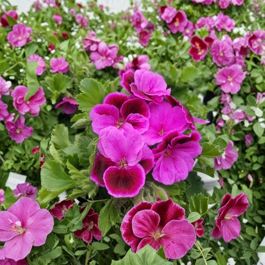 Martha Washington Geranium Cuttings – 6 Fresh Pelargonium Cuttings | Rose Pink Flowering Plant | Organic Garden Favorite | Easy to Propagate