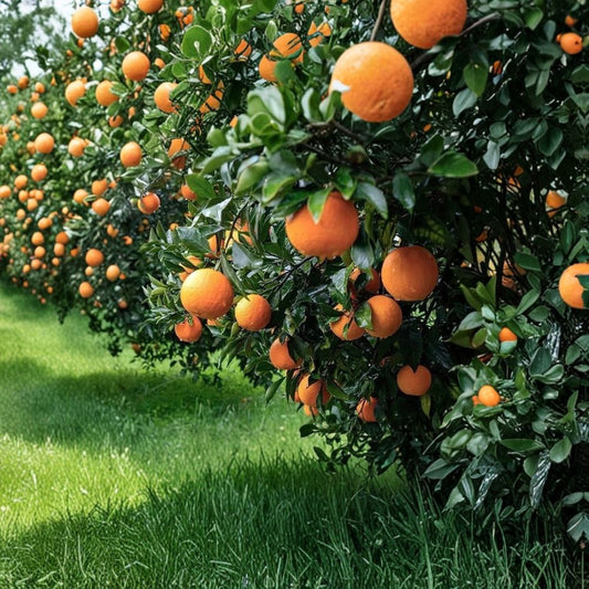 Navel Orange Scion Cuttings – Citrus sinensis Live Scions | Set of 4 (6–8 Inch) | California Citrus Grafting Wood | Fruit Tree Propagation