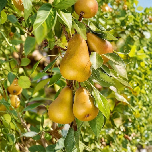 Pear ‘Hood’ – Pyrus communis Live Fruit Tree | 4 Feet Tall | Shipped in 3 Gallon Pot  Low Chill Pear | Large Juicy Fruit | Bigger Trunk Tree