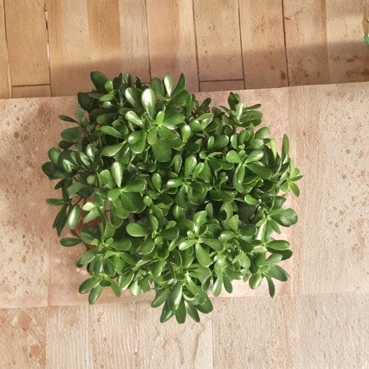 Jade Plant Cuttings – Crassula ovata Live Cuttings | Set of 3 (3–5 Inch) | Money Plant | Lucky Succulent | Easy Indoor Plant