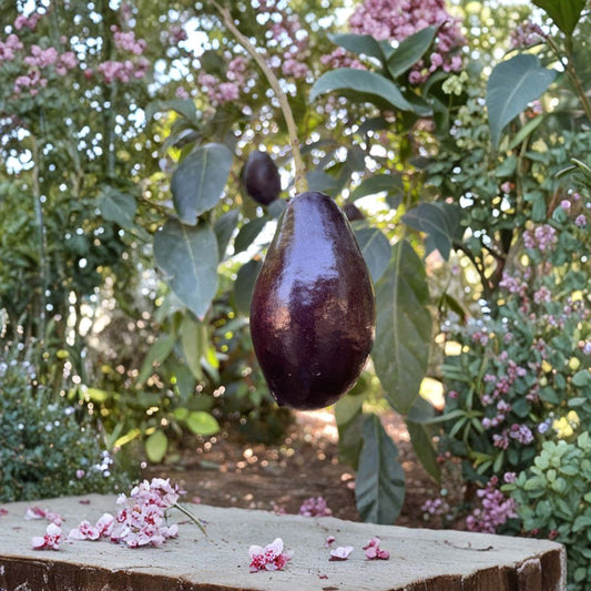 Mexicola Avocado Tree – Persea americana Live Grafted Tree | 3–4 Feet Tall | Bigger Trunk  Cold Hardy Avocado | Thin Edible Skin | Early Season Variety