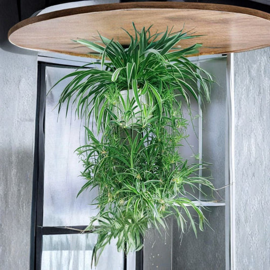 Reverse Variegated Spider Plant Cuttings – 2 Live Chlorophytum Comosum | Air Purifying Indoor Houseplant | Easy to Grow Starter Plants