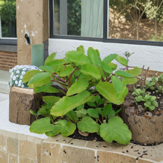 Kalanchoe Pinnata Live Plant – Miracle Leaf Bryophyllum | Rooted Starter Succulent | Life Plant Indoor Outdoor | Easy Care Healing Plant
