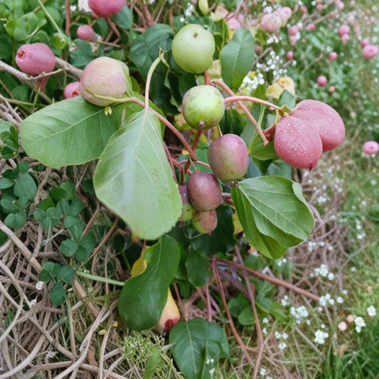 Hardy Kiwi Cuttings – Actinidia arguta ‘Ananasnaya Anna’ | 10 Female Hardwood Cuttings | Organic Scion Wood | Cold Hardy Fruit Vine