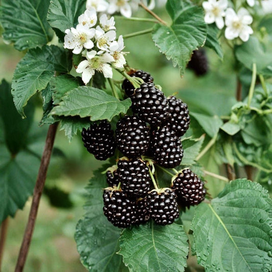 Von Thornless Blackberry Plants – Set of 4 Live Starter Plants | 4–10 Inches Tall | Sweet High Yield Berry Bush | Easy Grow Fruit Plant | Backyard Garden Berry
