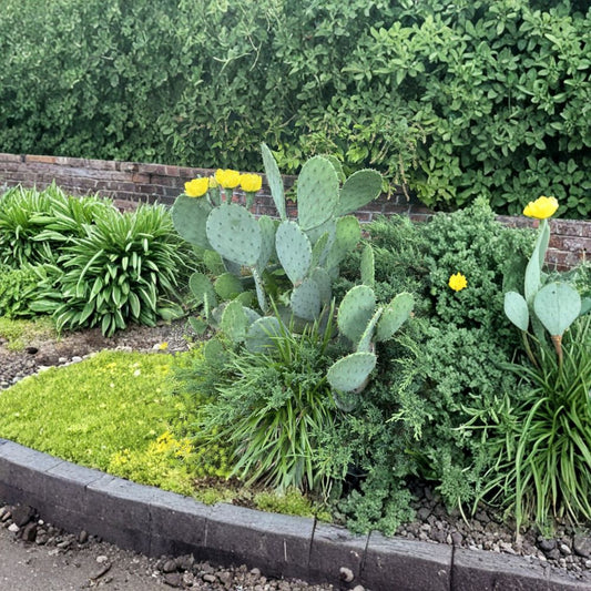 Opuntia humifusa – Eastern Prickly Pear Approx. 2 lbs Pads | Cold Hardy Native Cactus  Virginia Grown | Yellow Flowers | Hardy to Cold Winters
