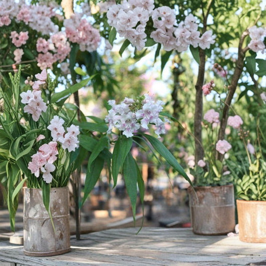 Chitalpa ‘Morning Cloud’ – Chitalpa tashkentensis ‘Morning Cloud’ Live Flowering Tree | 2–3 Feet Tall | Shipped in 3 Gallon Pot  Drought Tolerant Bloomer | Elegant Pink Flowers | Landscape Ready