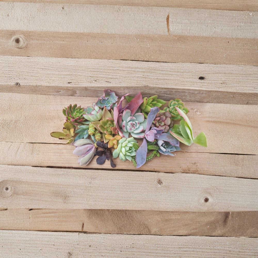 Assorted Succulents & Cacti – 6 Cuttings/Pups Mix | Random Variety Pack 2–6 Inch | Easy Care Plants | Indoor Outdoor