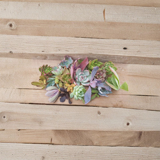 Assorted Succulents & Cacti – 6 Cuttings/Pups Mix | Random Variety Pack 2–6 Inch | Easy Care Plants | Indoor Outdoor