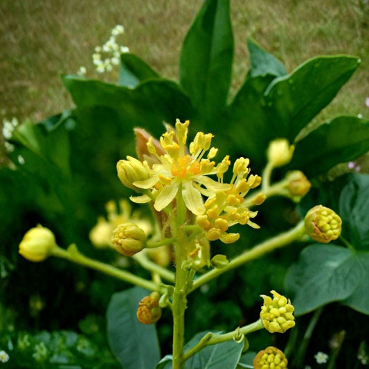 Sassafras Tree Cuttings – 12 Fresh 6–7 Inch Unrooted Cuttings | Aromatic Edible Leaves | Native Tree Plant | Organic Garden Starter