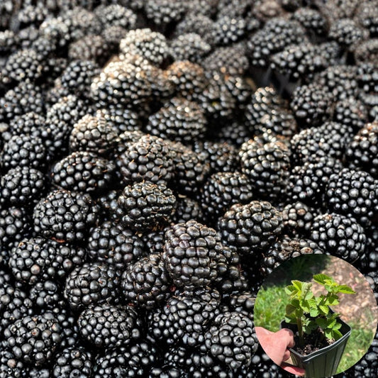 Triple Crown Thornless Blackberry – Live Plant in 1 Gallon Pot | Sweet Juicy Berry Bush | Thornless Fruit Plant | Bee & Butterfly Friendly Garden Plant