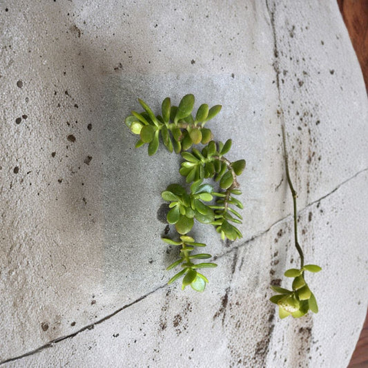 Organic Succulent Cuttings Set of 5 | Kalanchoe Mix Mother of Thousands Jade Scallops | Easy Propagation Plants | Drought Tolerant | No Pot
