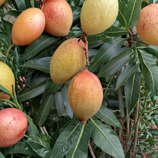 Pickering Mango Tree – Mangifera indica Grafted Tree | 1 Foot Tall | Includes 6 Inch Nursery Pot  Condo Mango Variety | Pina Colada Flavor | Perfect for Containers