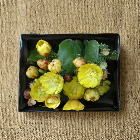 Drooping Prickly Pear – Opuntia monacantha Live Cactus Pad | 1 Unrooted Cutting  Yellow Flowers | Edible Fruit | Great for Pots