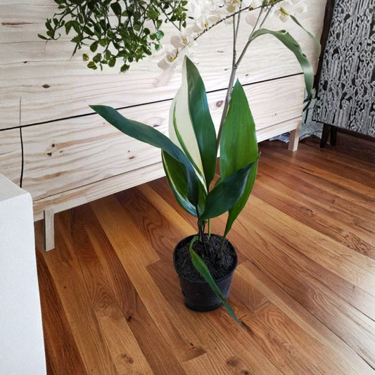 Cast Iron Plant Variegated ‘Okame’ – Aspidistra elatior Live Foliage Plant | 1–2 Feet Tall | Shipped in 1 Gallon Pot  Striped Variegated Leaves | Low Light Tolerant | Easy Care Houseplant