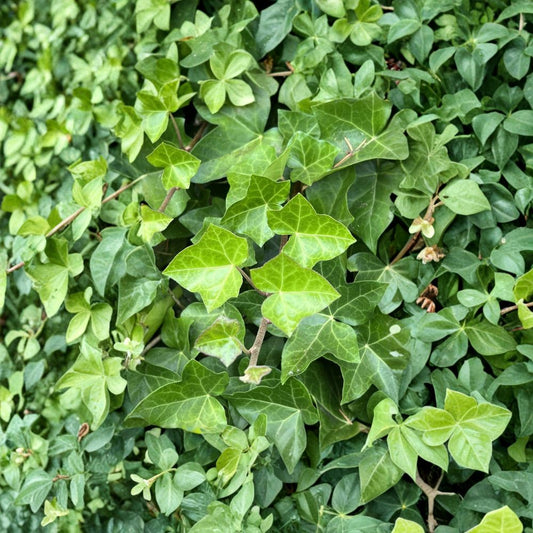English Ivy Cuttings – Hedera Helix 10 Pack | Live Unrooted Ivy Vines 6–12 Inch | Fast Growing Climbing Plant | Indoor Outdoor Greenery