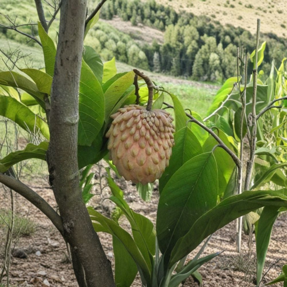 Lisa Atemoya – Annona atemoya Live Grafted Fruit Tree | 3–4 Feet Tall | Shipped in 3 Gallon Pot  Premium Custard Apple Hybrid | Sweet Creamy Flavor | Tropical Backyard Favorite