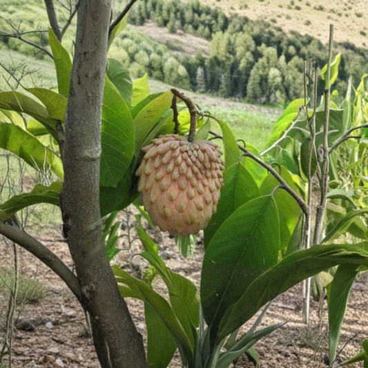 Lisa Atemoya – Annona atemoya Live Grafted Fruit Tree | 3–4 Feet Tall | Shipped in 3 Gallon Pot  Premium Custard Apple Hybrid | Sweet Creamy Flavor | Tropical Backyard Favorite