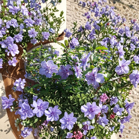 Rose of Sharon Cuttings – 10 Pack Double Purple Pink | Hibiscus Syriacus | Flowering Shrub Starter | Hardy Garden Plant
