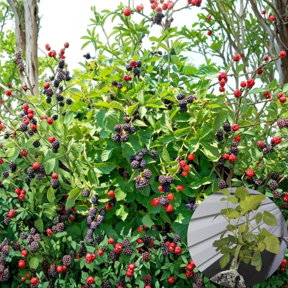 Triple Crown Thornless Blackberry Plants – Set of 6 Live Starters | 4–10 Inches Tall | Sweet High-Yield Berry Bush | Garden Ready