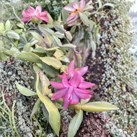 Pink Christmas Cactus Cuttings – Schlumbergera x buckleyi | 6 Fresh Cuttings | Pink Blooming Holiday Cactus | Easy Indoor Plant