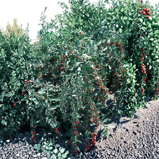 Goji Berry Cuttings – 20 Fresh Lycium Barbarum Cuttings | Mature Fruit Plant Stems 7–8 Inch | Fast Fruiting Superfood Plant | Easy to Grow