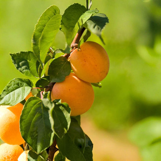 Apricot ‘Tropic Gold’ – Prunus armeniaca Live Fruit Tree | 2–3 Feet Tall | Shipped in 3 Gallon Pot  Low Chill Apricot | Sweet Juicy Fruit | Self-Fertile Variety