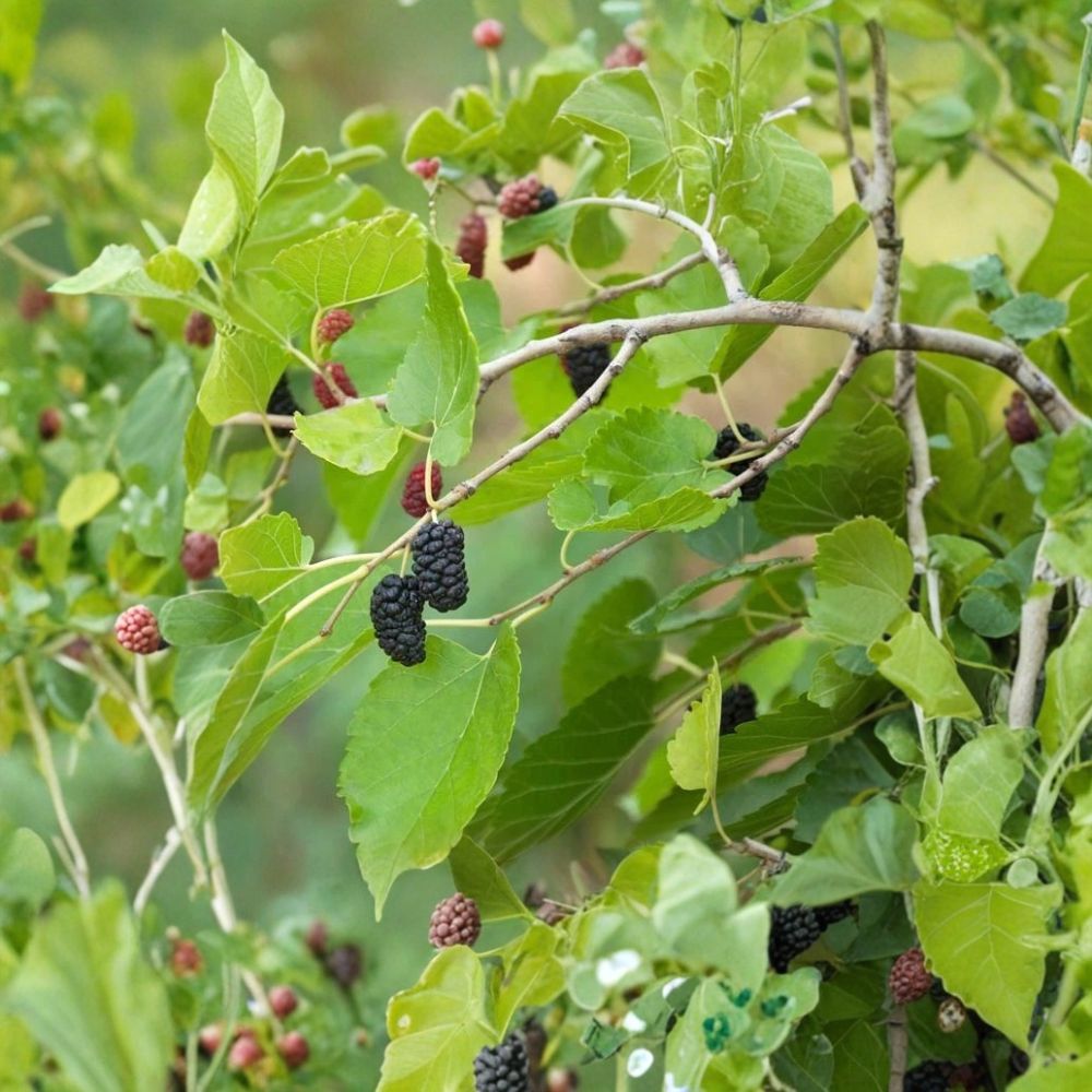 Mojo Berry Dwarf Mulberry Plant – Morus rotundiloba Live Plug | 4–8 Inches Tall | Compact Edible Fruit Tree | Container Friendly