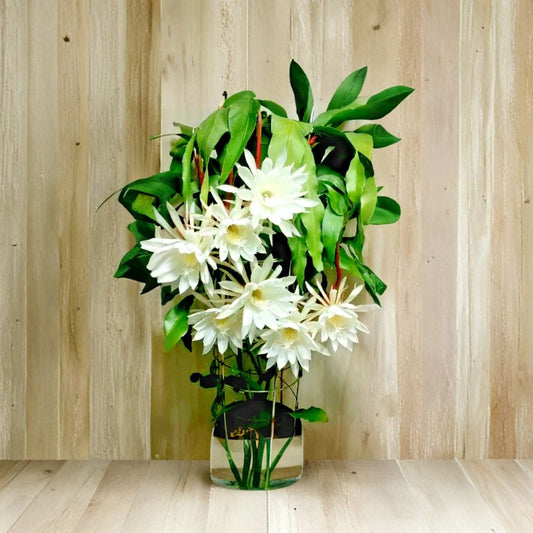 Night Blooming Cereus Cuttings – Epiphyllum oxypetalum Live Cuttings | 2 Pack 8–10 Inch | Orchid Cactus Queen of the Night | Fragrant Bloom