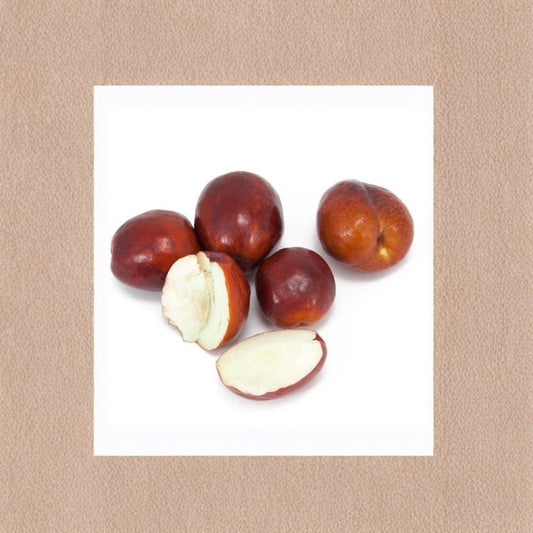 Li Jujube – Ziziphus jujuba Live Grafted Tree | 3–4 Feet Tall | Bigger Trunk | Shipped in 3 Gallon Pot  Very Large Sweet Fruit | Cold Hardy Variety | Backyard Orchard Favorite