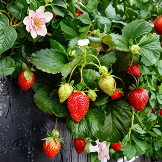 Fort Laramie Strawberry Bare Roots – 20 Everbearing Plants | Cold Hardy Fragaria Starter Plants | Sweet Fruit Garden | Easy to Grow