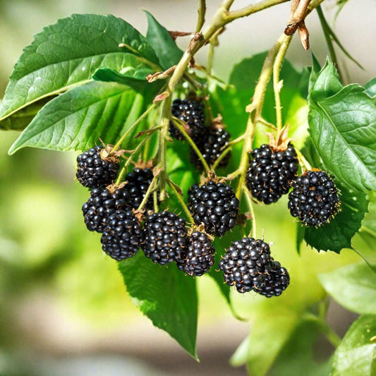 Wild Organic Blackberry Cuttings – Set of 3 Unrooted Cuttings | 6–8 Inches Long | Easy Propagation Berry Starter | Garden Ready