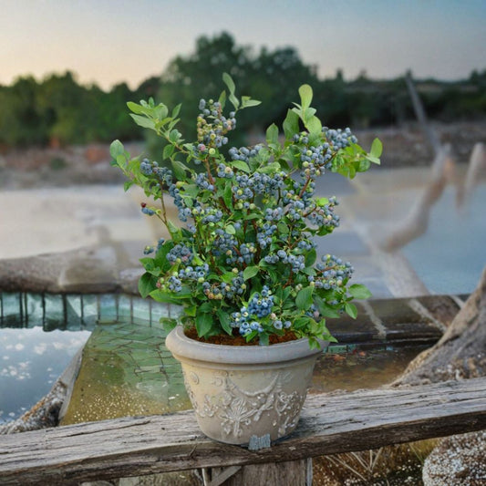 Blueberry ‘Sunshine Blue’ – Vaccinium corymbosum Live Semi-Dwarf Plant | 1 Foot Tall | Shipped in 6 Inch Pot  Evergreen Blueberry | Pink Spring Blooms | Self-Pollinating Variety