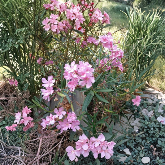 Pink Oleander Cuttings – Nerium oleander Live Cuttings | Set of 7 (7 Inch) | Flowering Evergreen Shrub | Easy Propagation Plant